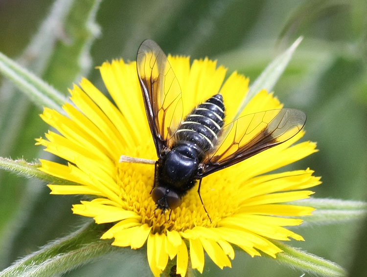 Lomatia sp.